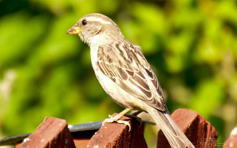 Danas sunčano i toplo , temperatura do 32 stepena Celzijusova