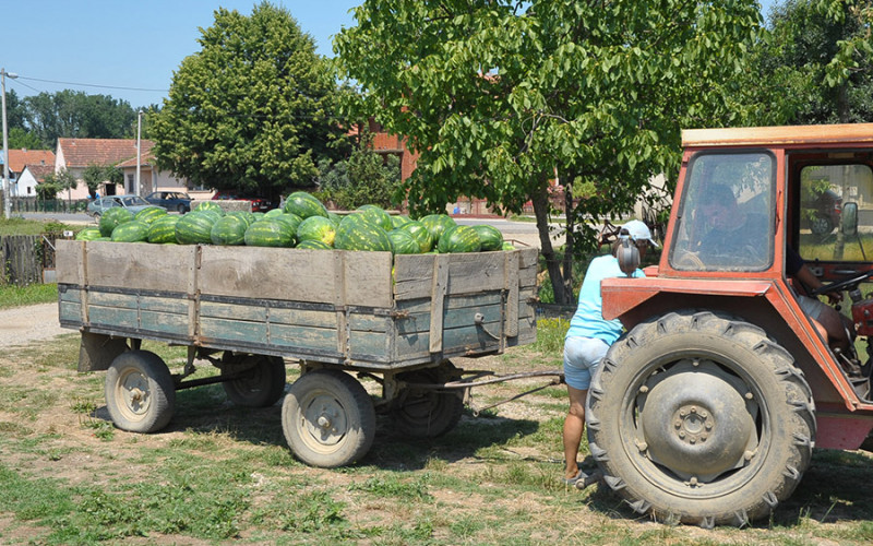 Nepovoljno vrijeme brine semberske poljoprivrednike