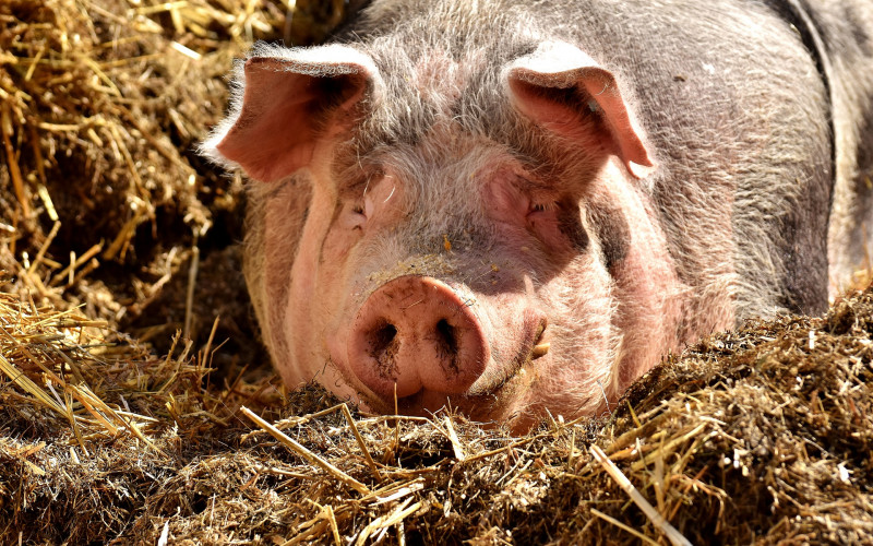 Romi klali svinju usred Kelna, Nijemac ostao u šoku