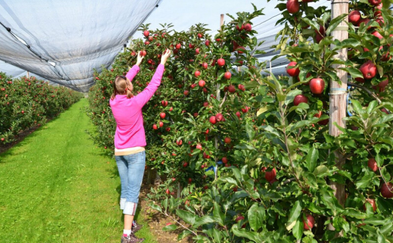Vremenske prilike primorale proizvođače da više koriste pesticide - koliko su opasni?
