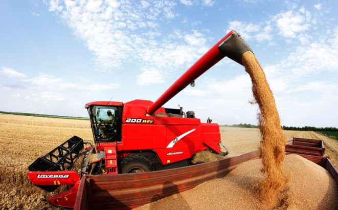 Kiša požnjela pšenicu, prinos niži i do 20 odsto