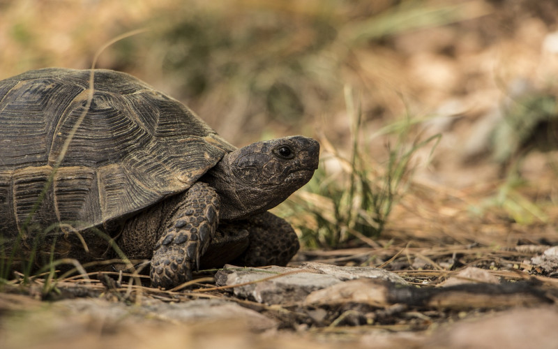 U prtljagu na aerodromu pronađeno oko 5.250 kornjača