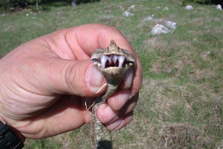 Šarka u Trebinju ujela i troipogodišnjeg dječaka