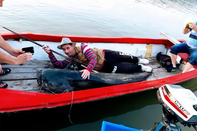 Brčak na Savi ulovio soma od 84 kg