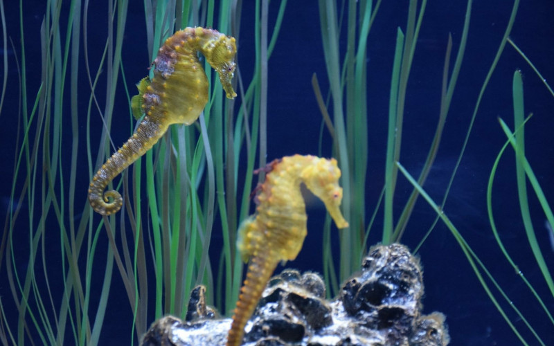 Morski gospodin mama: Da li ste znali da mužjaci morskog konjica na svijet donose mlade?