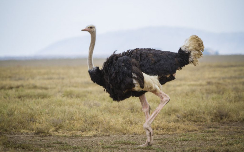 Otkriveni ostaci džinovske praistorijske ptice teške 450 kilograma