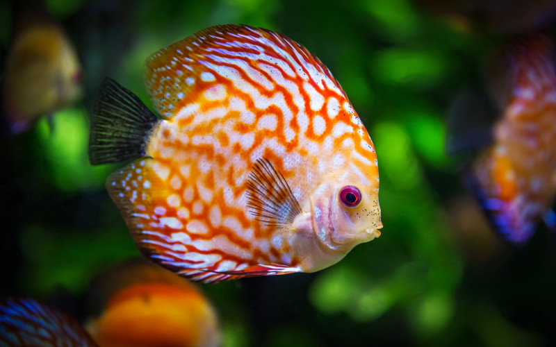 Jeste li znali da neke ribe mijenjaju pol zbog stresa?
