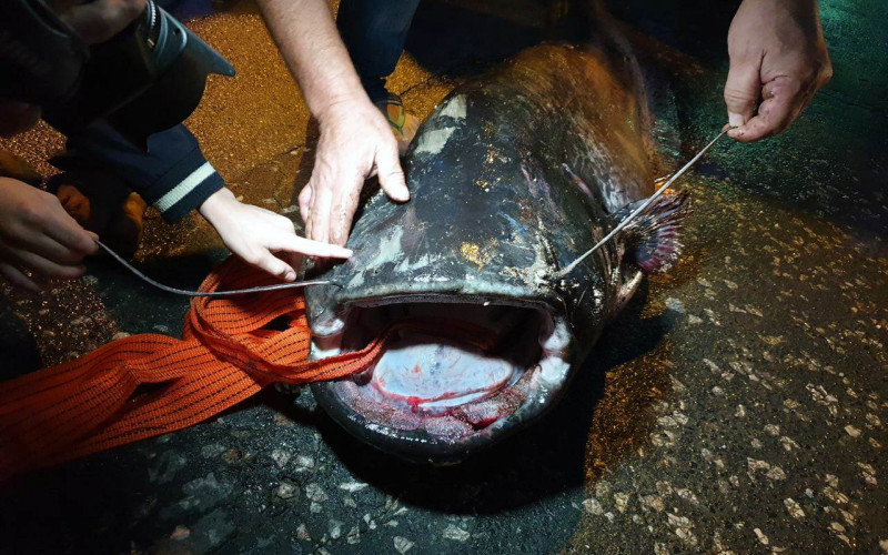 Višegrad: Upecao soma od 84 kilograma i dugog 2,5 metra