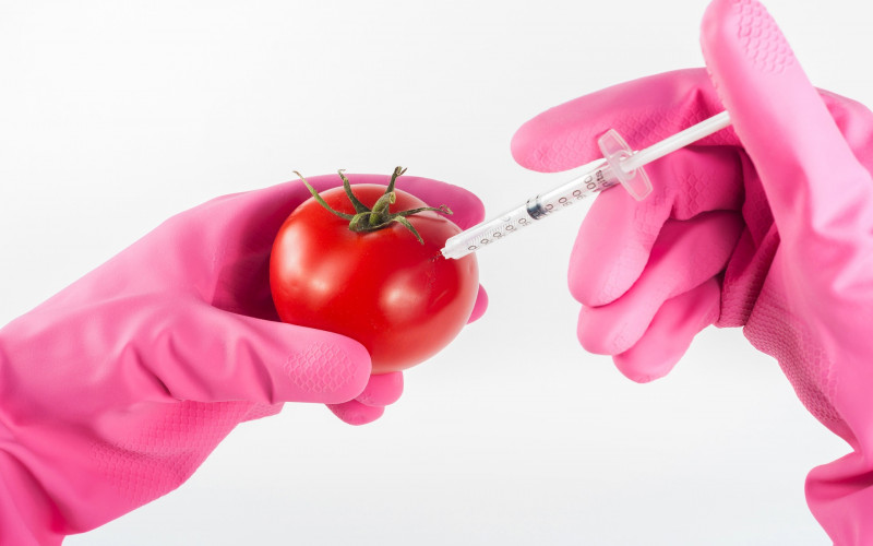 Opstanak svjetske populacije zavisi od genetski modifikovane hrane?