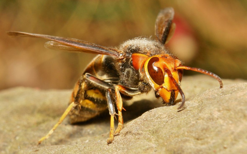 BUBE KOJE SIJU STRAH Ako stršljen ubode, minute presuđuju