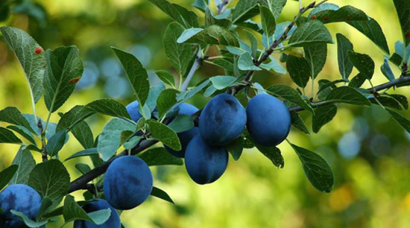 Šljive neće biti ni za kap rakije