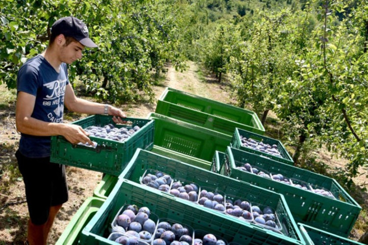 Ugljevik: Sezonci dnevno “uberu” 50 KM