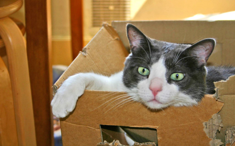 Kako je nastala kartonska kutija?