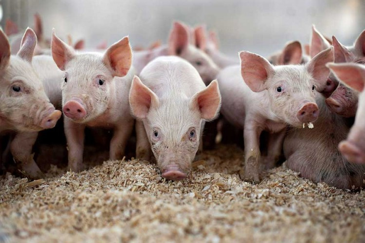 Potvrđena afrička kuga svinja u Srbiji