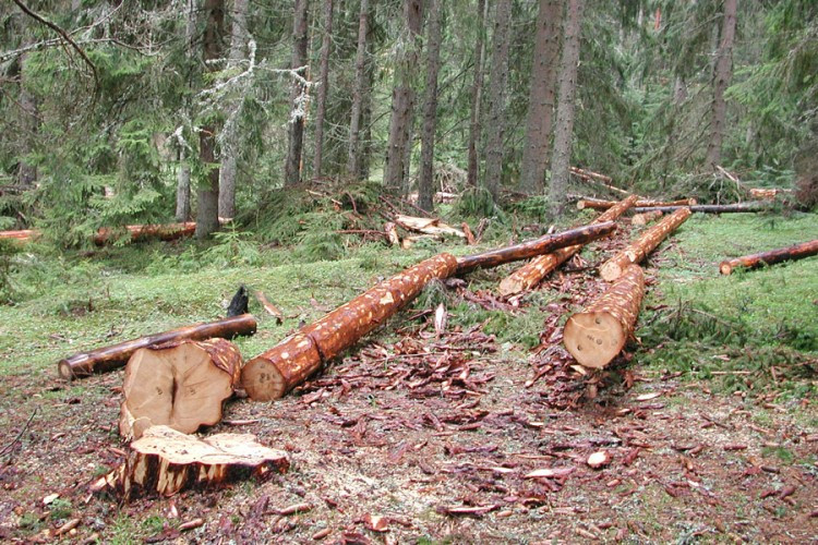 Poginuo prilikom sječe šume