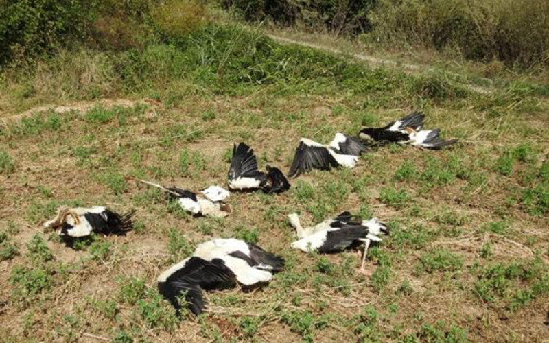 Od strujnog udara nastradalo jato roda