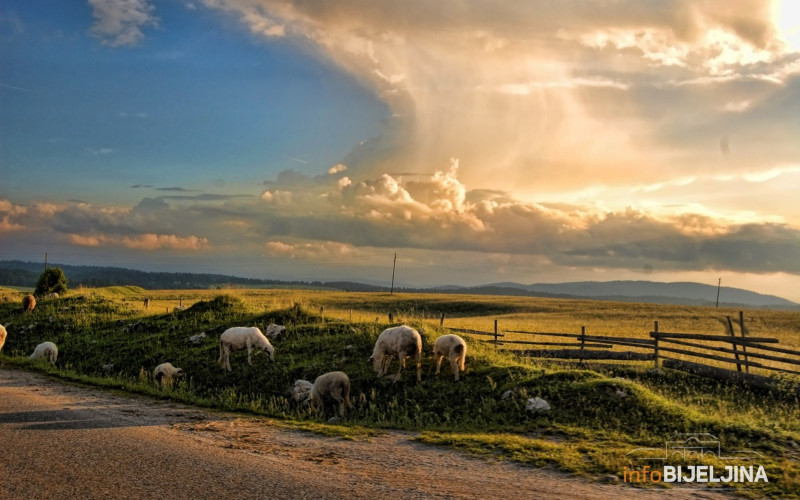 Od udara groma stradalo stado ovaca