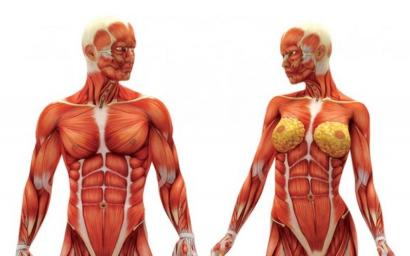 Naučnici otkrili novi organ u ljudskom tijelu