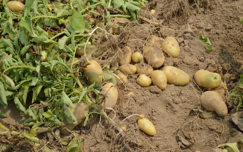 Bh. poljoprivrednici na mukama: Uvoz krompira naglo porastao