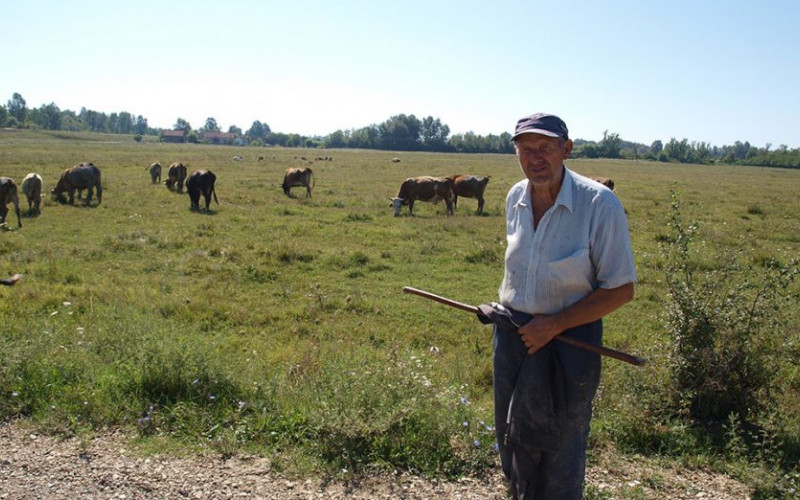 Na pašnjacima u Mačkovcu Nenad uzgaja goveda po sistemu ‘krava-tele’