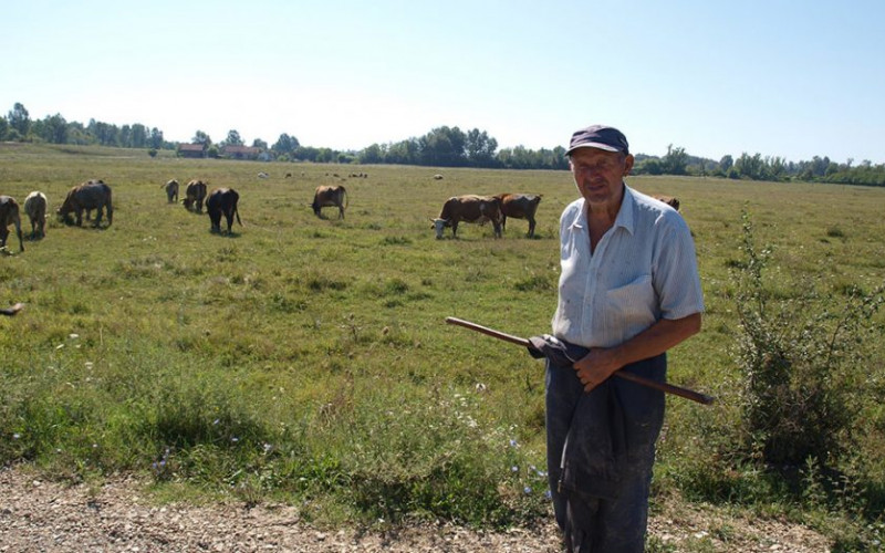 Na pašnjacima u Mačkovcu Nenad uzgaja goveda po sistemu ‘krava-tele’