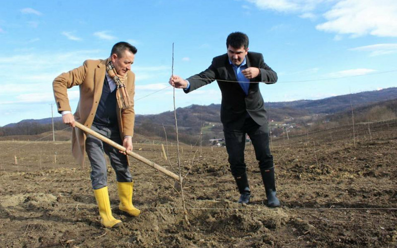 Voćnjak Dragana Jovića u Mačkovcu - primjer uspješnosti