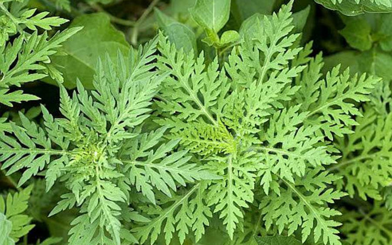 Ambrozija će biti pokošena na 59 hektara