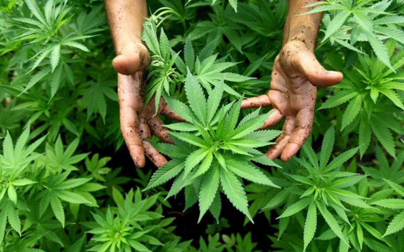 Granična policija BIH zaplijenila 57 kg marihuane