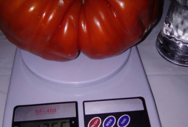 Porodica iz Teočaka uzgojila džinovski paradajz