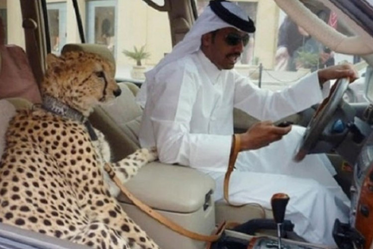 Arapski bogataši kupuju geparde kao statusni simbol