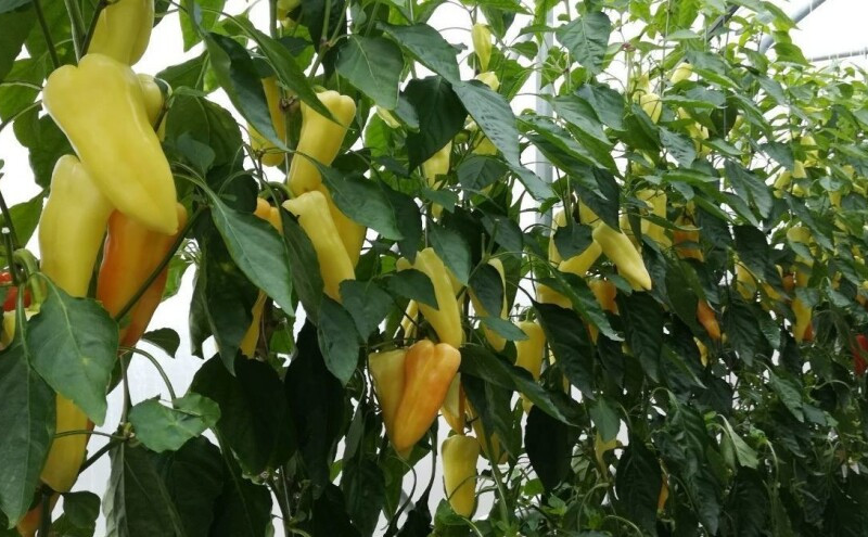 Janja: Rod paprike dobar, otkupna cijena veća za 10 odsto