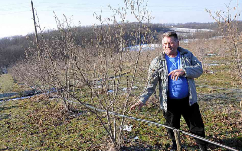 Počela berba lješnika u Semberiji