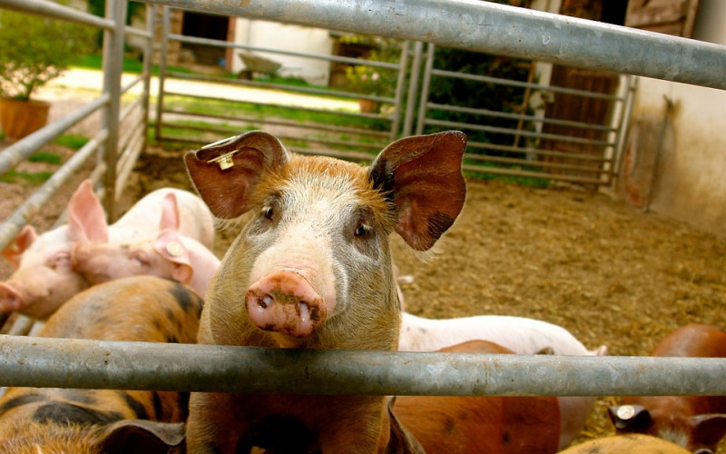 Afrička kuga diže cijenu svinja