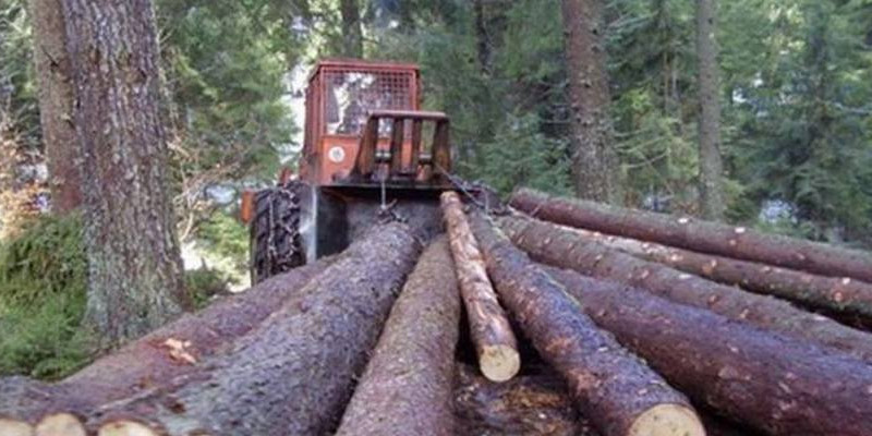 Bahati direktori lete iz “Šuma”