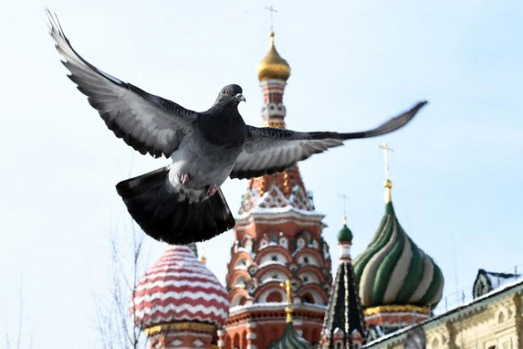 CIA otkrila kako je koristila golubove špijune