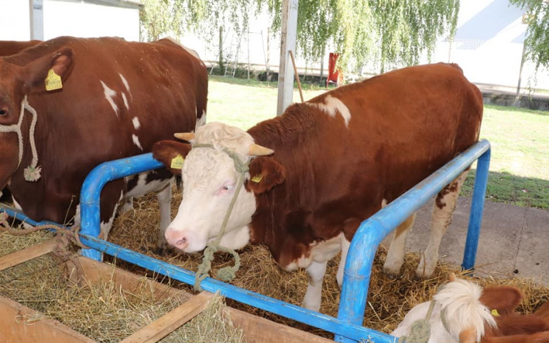 Interagro Bijeljina: Visokokvalitetna grla ponos stočarstva Srpske