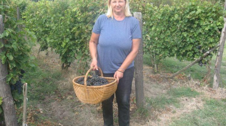 VINO S DUŠOM IZ VELIKE OBARSKE: Berba grožđa u vinogradu porodice Vojinović