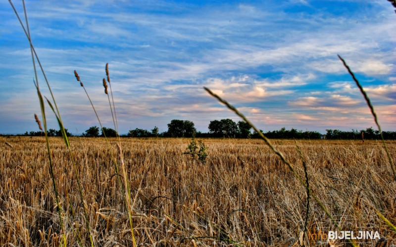 U BiH otkup žitarica povećan za 57 odsto, krompira za 107 odsto