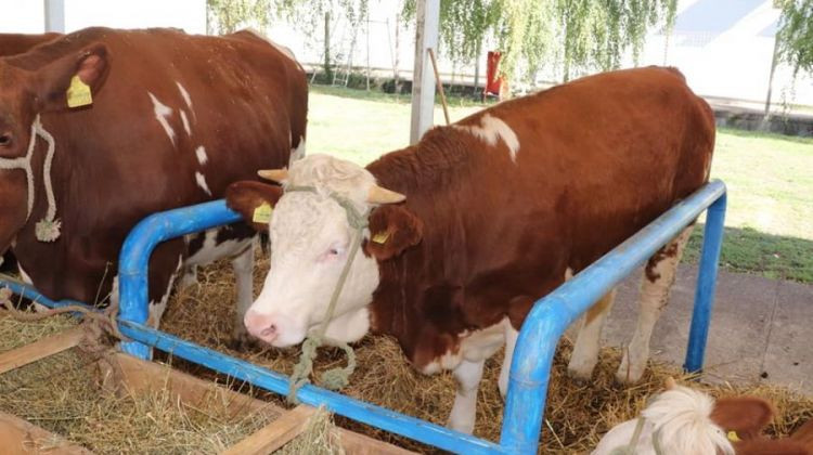 Bijeljinac prodaje kravu, uvezenu iz Njemačke sa urednim papirima