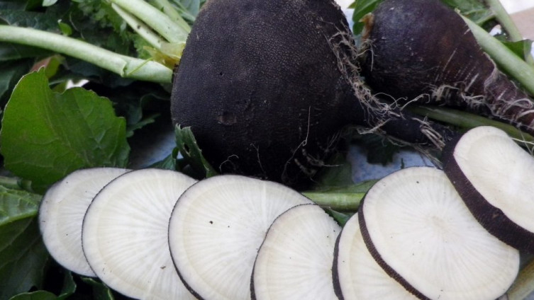 Rotkva pomaže kod problema sa žuči i išijasa