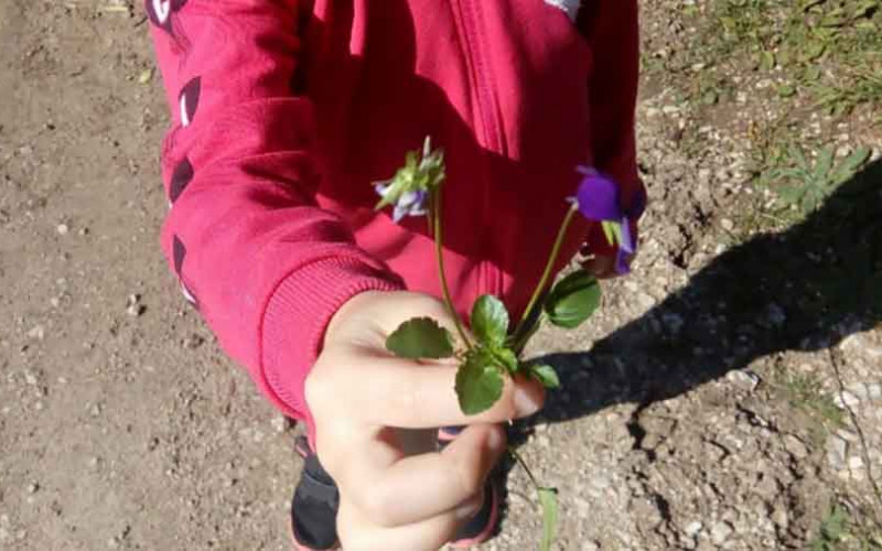 Prvi vjesnici proljeća procvjetali s početka jeseni