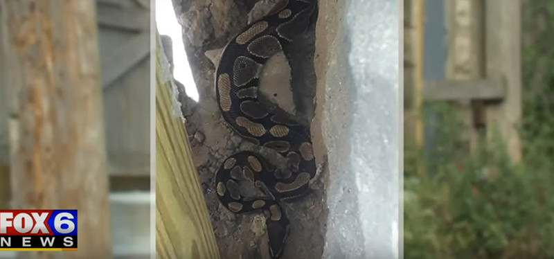 Bračni par iz SAD-a pronašao pitona ispod terase