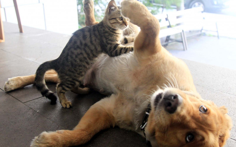 Ženka zlatnog retrivera usvojila napušteno mače