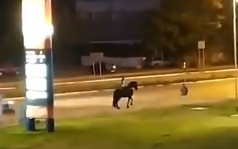 Djevojka sa neobičnim prevoznim sredstvom u Beogradu