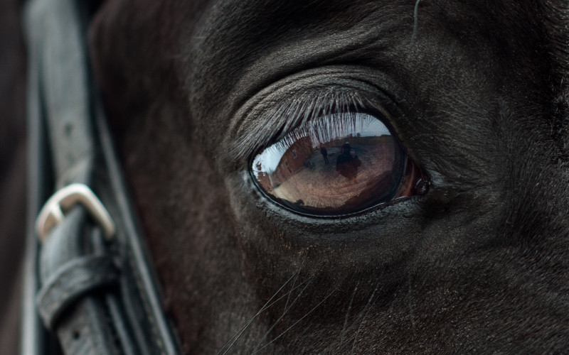 Izumire devet autohtonih životinjskih pasmina u BiH