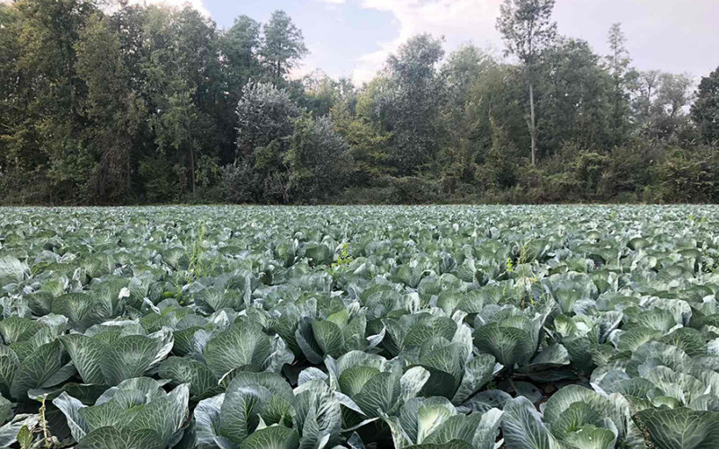 SEMBERSKI RATARI NA MUKAMA Čuvaju plodove od bolesti i štetočina