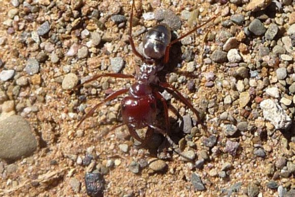 Najbrži mrav na svijetu: Pređe više od 80 cm u sekundi