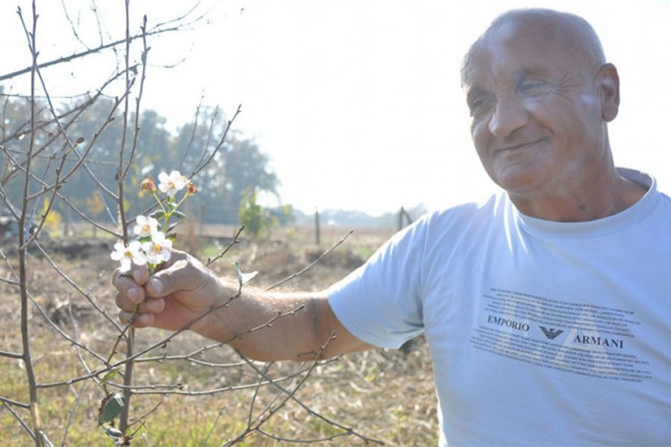 U voćnjaku u Bijeljini procvjetala višnja