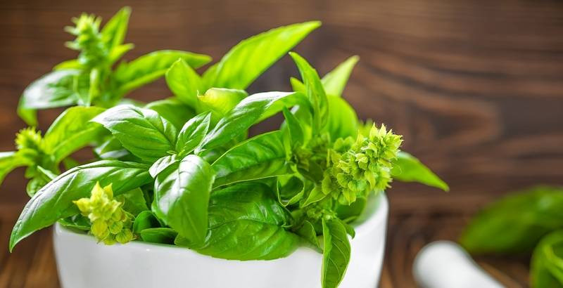 Bosiljak - lijek za mnoge bolesti