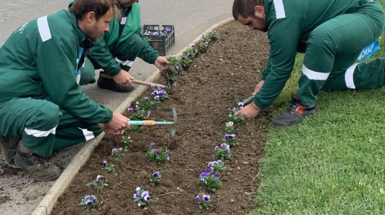 Počelo jesenja sadnja cvijeća u Bijeljini /FOTO/